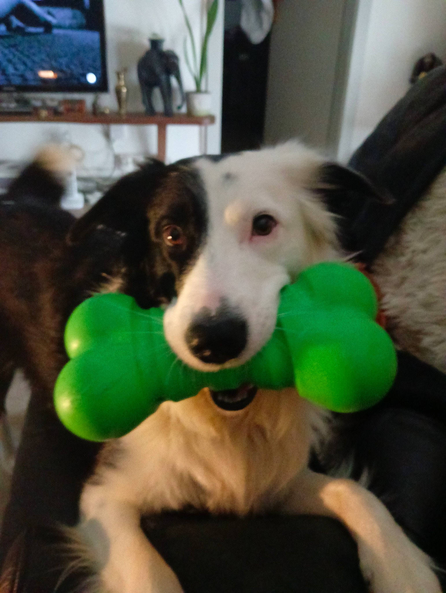 Boby participe au concours pour gagner de l'argent avec cette photo : canidae, carnivore, companion_dog, dog, dog_breed, dog_supply, dog_toy, fur, herding_dog, paw, pet_supply, picture_frame, plant, snout, sporting_group, tail, television, working_animal, working_dog