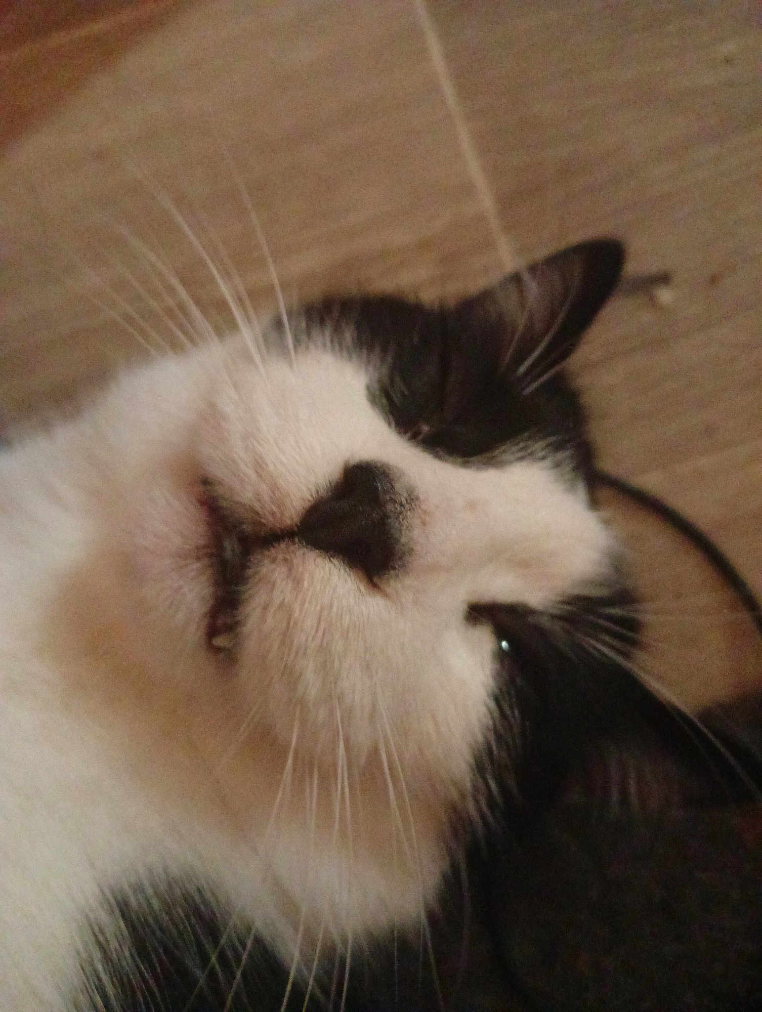 Bouboule