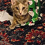 cat, pet, wrapping_paper, holiday, snowman_pattern, carpet, indoor, feline, curious, collar, bell, festive, cozy, patterned_carpet, closeup, animal, playful, looking_at_camera, domestic_animal, resting