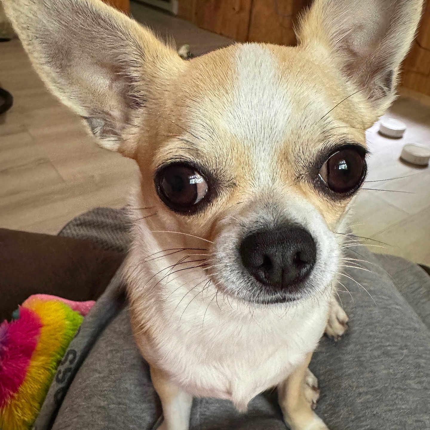 Peanut is registered to the contest to win money with this photo: animal, canine, chihuahua, close_up, cute, dog, domestic_animal, ears, eyes, floor, fur, indoor, lap, nose, pet, sitting, small_dog, toy, whiskers, wooden_wall
