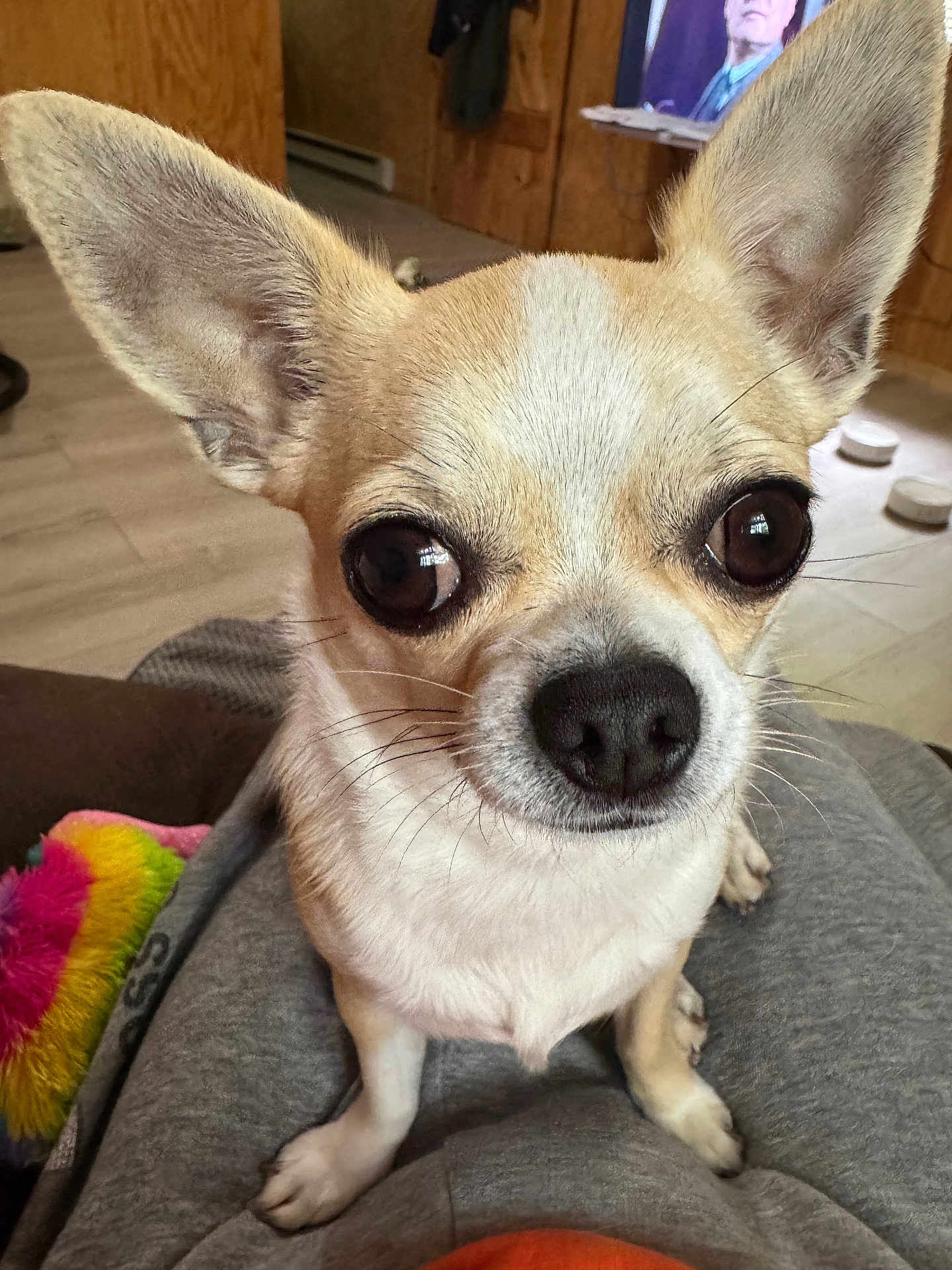Peanut