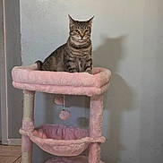 Sasha joined the competition — help win amazing prizes! cat, tabby_cat, cat_tree, pink, collar, pet, indoor, furniture, shadow, tile_floor, wall, perched, cute, animal, domestic_cat, playful, toy, hanging_ball, relaxed, fluffy