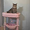 cat, tabby_cat, cat_tree, pink, collar, pet, indoor, furniture, shadow, tile_floor, wall, perched, cute, animal, domestic_cat, playful, toy, hanging_ball, relaxed, fluffy