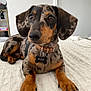 Koda participe au concours pour gagner de l'argent avec cette photo : accessories, animal, beagle, canine, cockerspaniel, collar, dog, dogbed, furniture, hound, indoors, labradorretriever, pet, pointer, policedog, puppy, snout, strap