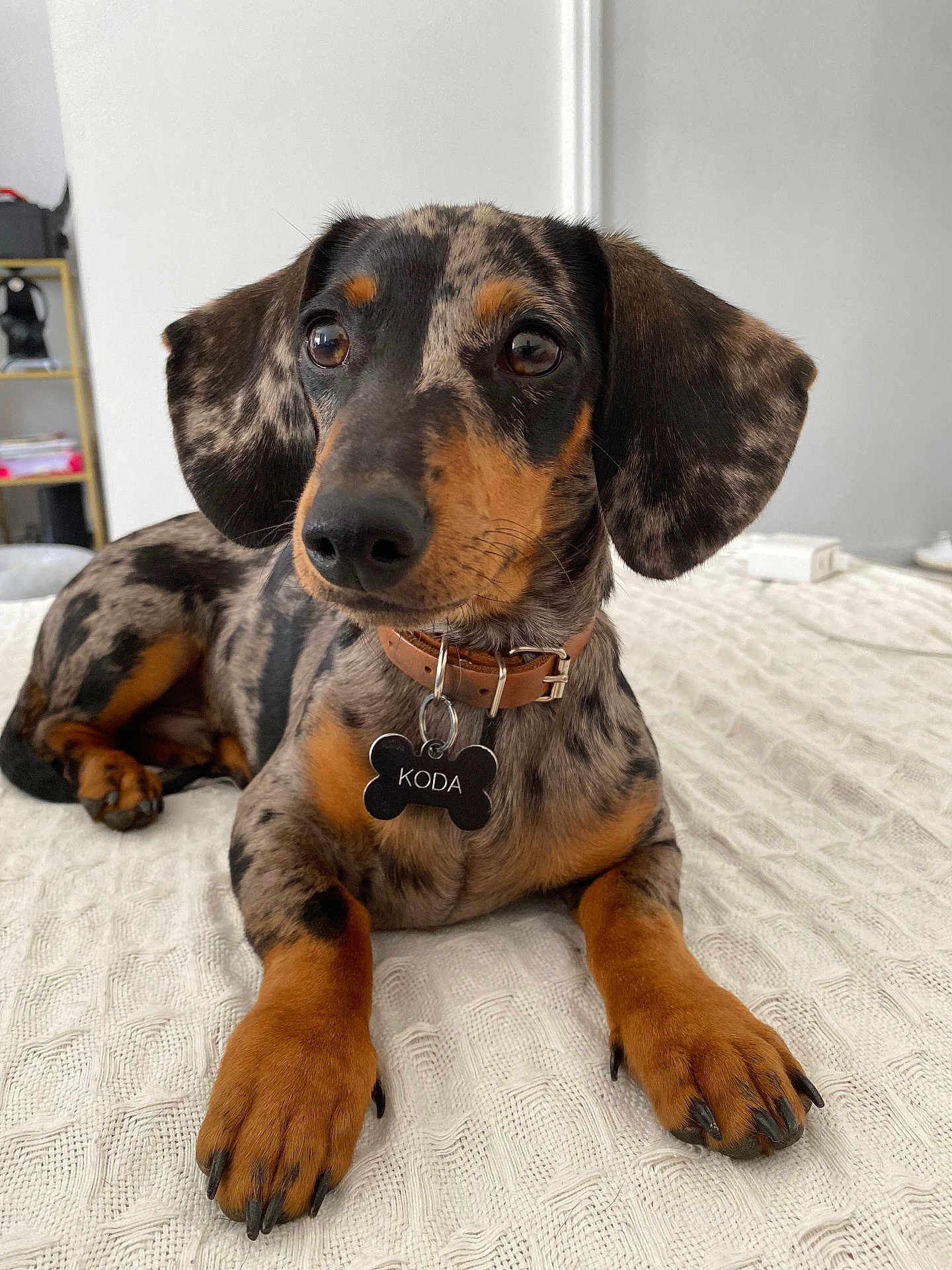 Koda participe au concours pour gagner de l'argent avec cette photo : accessories, animal, beagle, canine, cockerspaniel, collar, dog, dogbed, furniture, hound, indoors, labradorretriever, pet, pointer, policedog, puppy, snout, strap