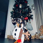 Koda a rejoint le concours — aidez-le/la à gagner de superbes lots ! animal, canine, chair, christmas, christmasdecorations, christmastree, conifer, dog, face, festival, furniture, head, lighting, person, pet, photography, plant, pottedplant, puppy, tree