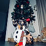 animal, canine, chair, christmas, christmasdecorations, christmastree, conifer, dog, face, festival, furniture, head, lighting, person, pet, photography, plant, pottedplant, puppy, tree