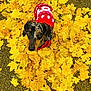 Koda participe au concours pour gagner de l'argent avec cette photo : accessories, animal, bandana, canine, dog, face, head, hound, leaf, maple, mapleleaf, person, pet, photography, plant, portrait, puppy, road, tree, vegetation