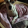 dog, pet_bed, blanket, indoor, cozy, resting, animal, canine, fur, ears, paw, looking_up, brown_and_white, curious, comfort, domestic, relaxed, small_dog, home, quiet