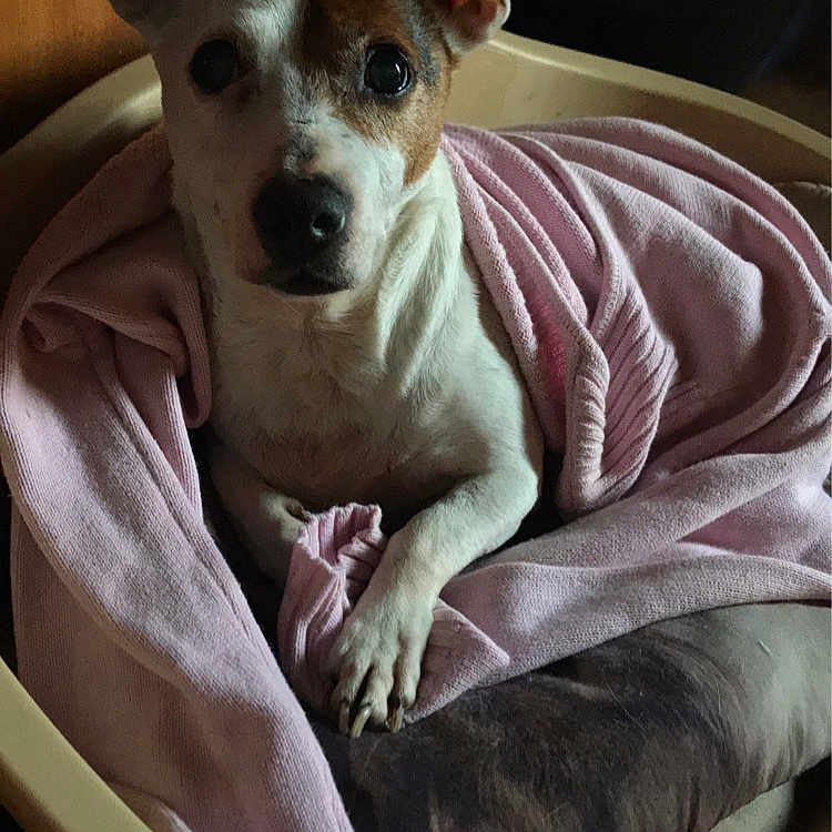 Igor