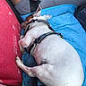 dog, sleeping, blue_mat, red_cushion, person, gray_pants, white_top, car_interior, seat, harness, pet, relaxed, resting, paw, ear, hand, smartphone, seatbelt, furniture, casual