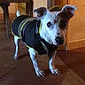 dog, small_dog, indoor, black_jacket, yellow_trim, curious, ears, tile_floor, door, wall, pet, animal, standing, looking, canine, house, companion, domestic, cute, alert