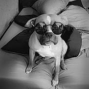 Spooby joined the competition — help win amazing prizes! dog, bed, pillow, blanket, glasses, sunglasses, reflection, indoor, animal, pet, canine, furniture, resting, black_and_white, cool, portrait, cute, relaxed, home, cozy