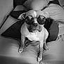 dog, bed, pillow, blanket, glasses, sunglasses, reflection, indoor, animal, pet, canine, furniture, resting, black_and_white, cool, portrait, cute, relaxed, home, cozy