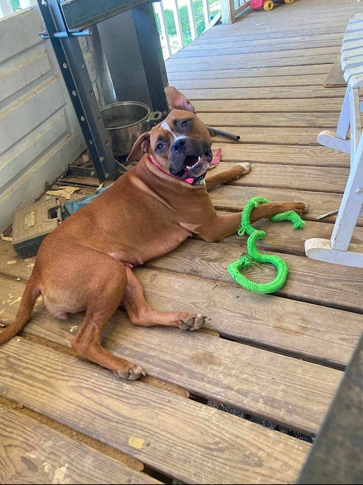 Spooby joined the competition — help win amazing prizes! dog, brown_dog, wooden_floor, porch, toy, green_toy, playful, pet, animal, relaxed, chew_toy, outdoor, wooden_planks, collar, domestic_animal, canine, looking_back, resting, happy, ears_up