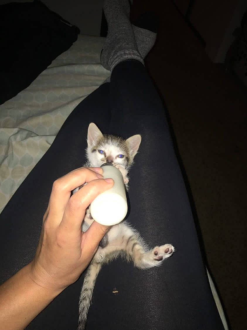 Spunky is registered to the contest to win money with this photo: arm, carnivore, cat, comfort, couch, darkness, domestic_short_haired_cat, ear, felidae, finger, fur, gesture, hand, lap, nail, paw, small_to_medium_sized_cats, tail, whiskers, wrist