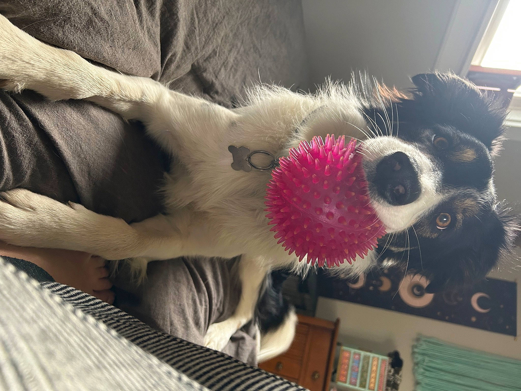 Rookie is registered to the contest to win money with this photo: bookcase, carmine, carnivore, comfort, companion_dog, fawn, felidae, fur, mammal, plush, room, shelf, small_to_medium_sized_cats, stuffed_toy, tail, textile, tire, toy, vertebrate, whiskers