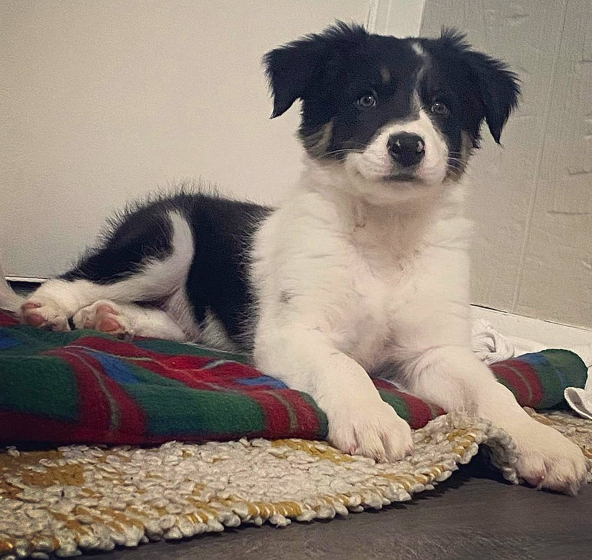 Rookie joined the competition — help win amazing prizes! ancient_dog_breeds, art, australian_shepherd, ball, border_collie, canidae, carnivore, comfort, companion_dog, dog, dog_breed, dog_supply, fur, herding_dog, paw, sporting_group, toy, toy_dog, working_animal, working_dog