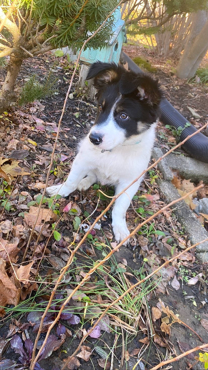 Rookie joined the competition — help win amazing prizes! canidae, carnivore, chilean_fox_terrier, companion_dog, dog, dog_breed, grass, gun_dog, herding_dog, hunting_dog, mcnab, plant, soil, sporting_group, tail, terrestrial_animal, working_dog