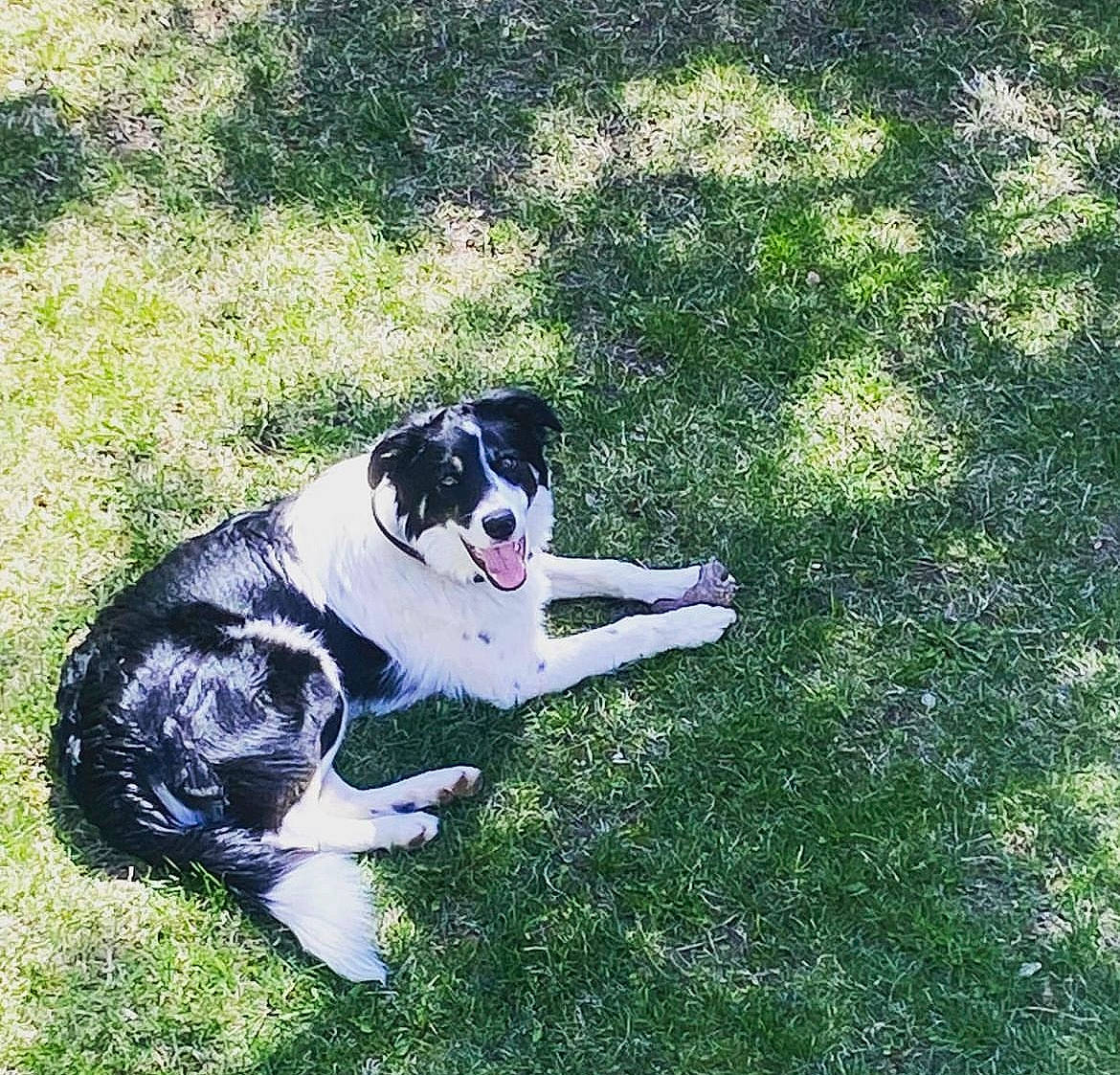 Rookie joined the competition — help win amazing prizes! canidae, carnivore, companion_dog, dog, dog_breed, grass, groundcover, herding_dog, hunting_dog, non_sporting_group, plant, sporting_group, tail, working_animal, working_dog, yard