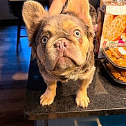 Tonkey joined the competition — help win amazing prizes! dog, blue_eyes, ears, kitchen, counter, person, cap, snacks, indoor, table, cardboard_box, food, curious, pet, furniture, brown_fur, black_tank_top, wood_floor, window, appliance