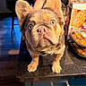 dog, blue_eyes, ears, kitchen, counter, person, cap, snacks, indoor, table, cardboard_box, food, curious, pet, furniture, brown_fur, black_tank_top, wood_floor, window, appliance
