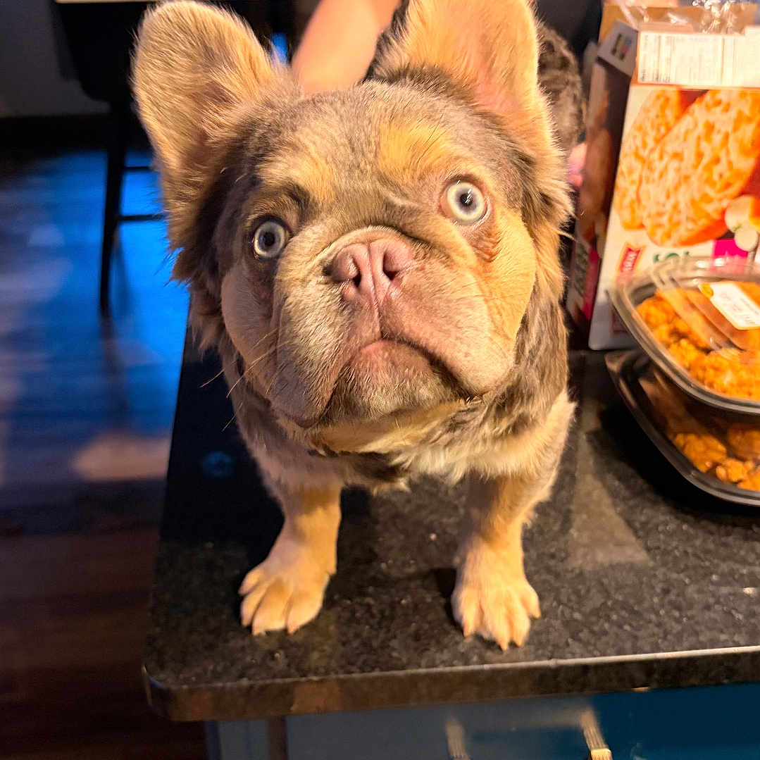Tonkey joined the competition — help win amazing prizes! dog, blue_eyes, ears, kitchen, counter, person, cap, snacks, indoor, table, cardboard_box, food, curious, pet, furniture, brown_fur, black_tank_top, wood_floor, window, appliance