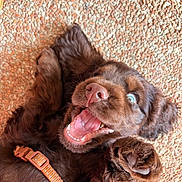 Balou a rejoint le concours — aidez-le/la à gagner de superbes lots ! puppy, dog, brown, playful, collar, pet, animal, cute, mouth_open, fur, paw, lying_down, happy, closeup, young, texture, orange, indoor, expression, face