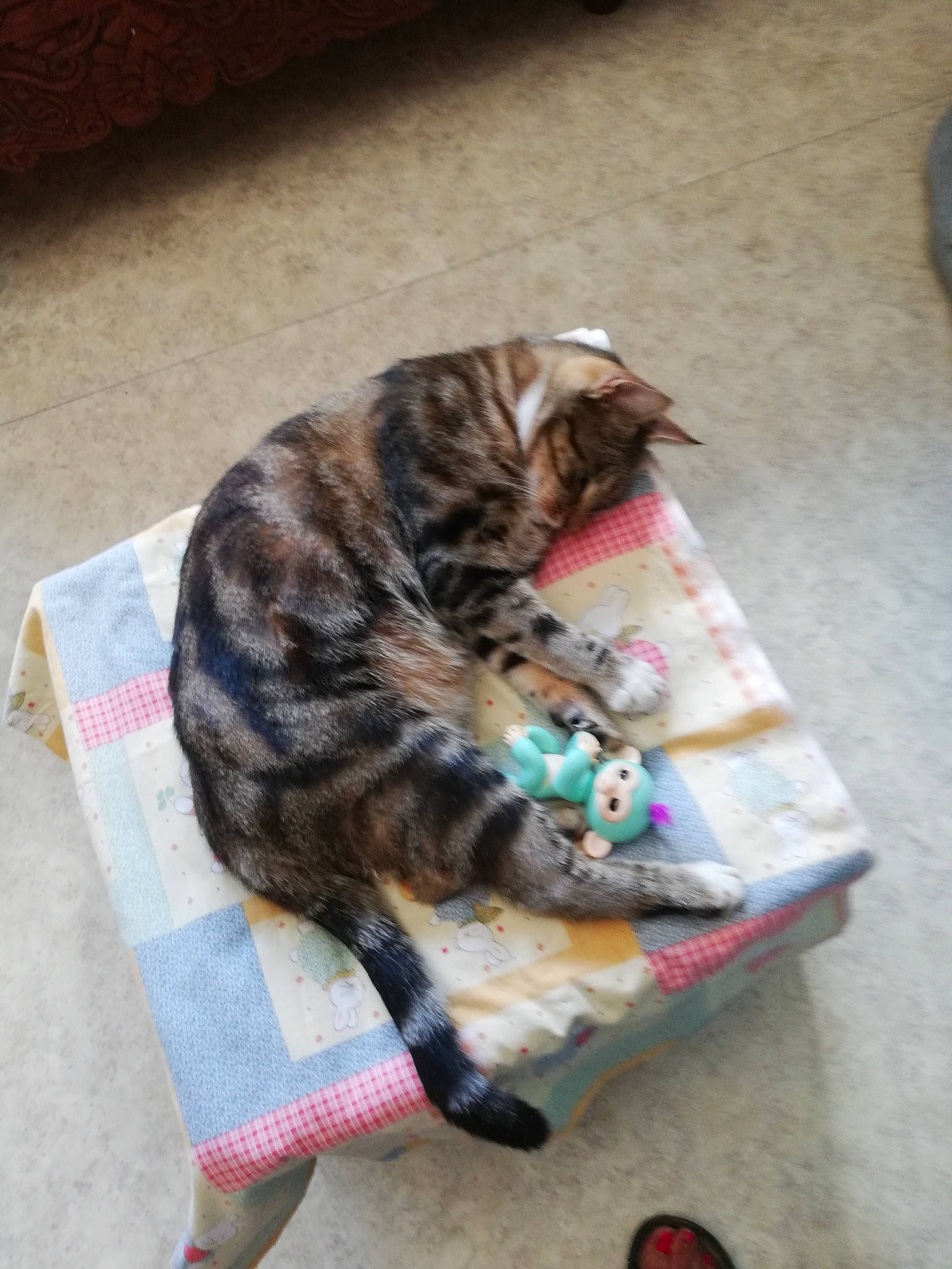 Bibi participe au concours pour gagner de l'argent avec cette photo : carnivore, cat, claw, comfort, domestic_short_haired_cat, felidae, flooring, fur, paw, small_to_medium_sized_cats, tail, terrestrial_animal, whiskers