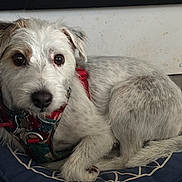 Tango participe au concours pour gagner de l'argent avec cette photo : dog, small_dog, pet, white_fur, scruffy, harness, red_harness, blue_cushion, indoor, floor, curled_up, looking_at_camera, ears, tail, animal, canine, fur, cute, companion, resting