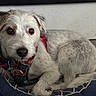 dog, small_dog, pet, white_fur, scruffy, harness, red_harness, blue_cushion, indoor, floor, curled_up, looking_at_camera, ears, tail, animal, canine, fur, cute, companion, resting
