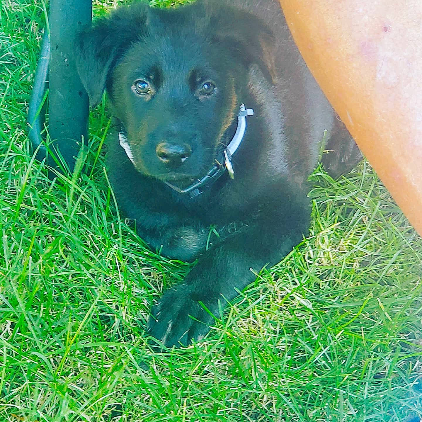 Hondo is registered to the contest to win money with this photo: borador, canidae, carnivore, companion_dog, dog, dog_breed, dog_collar, electric_blue, fawn, grass, gun_dog, hunting_dog, liver, plant, retriever, snout, sporting_group, terrestrial_animal, whiskers, working_animal