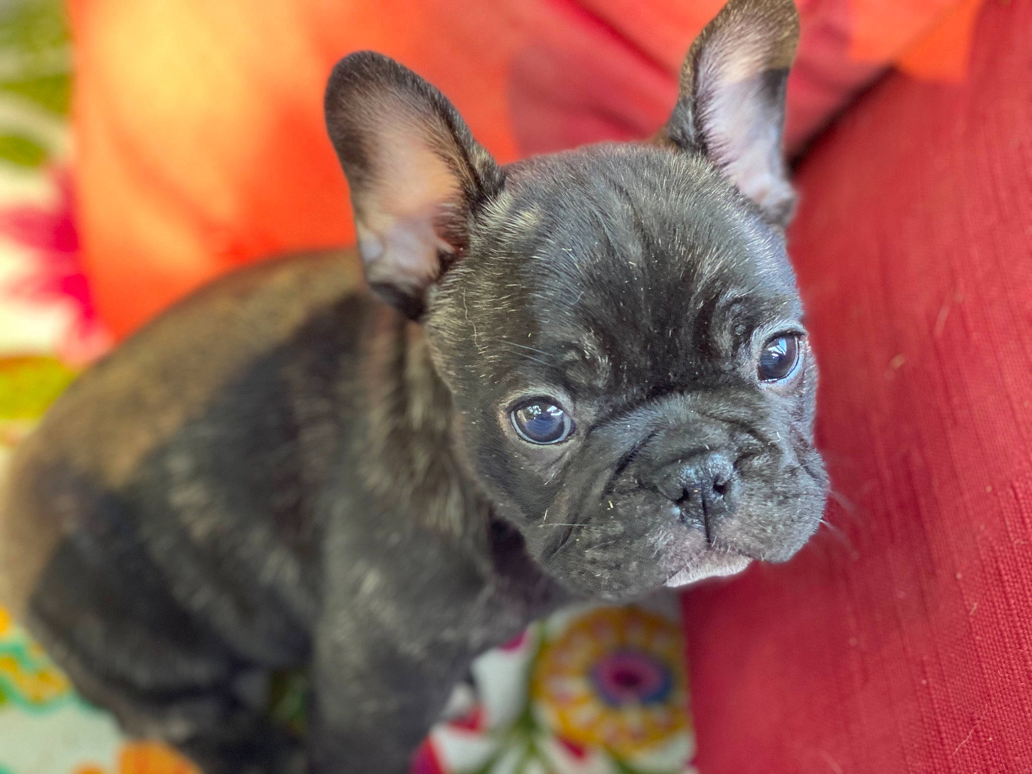 Roux joined the competition — help win amazing prizes! bulldog, canidae, carnivore, close_up, companion_dog, dog, dog_breed, ear, event, eye, fawn, grass, head, pug, snout, sporting_group, terrestrial_animal, toy_dog, whiskers, wrinkle