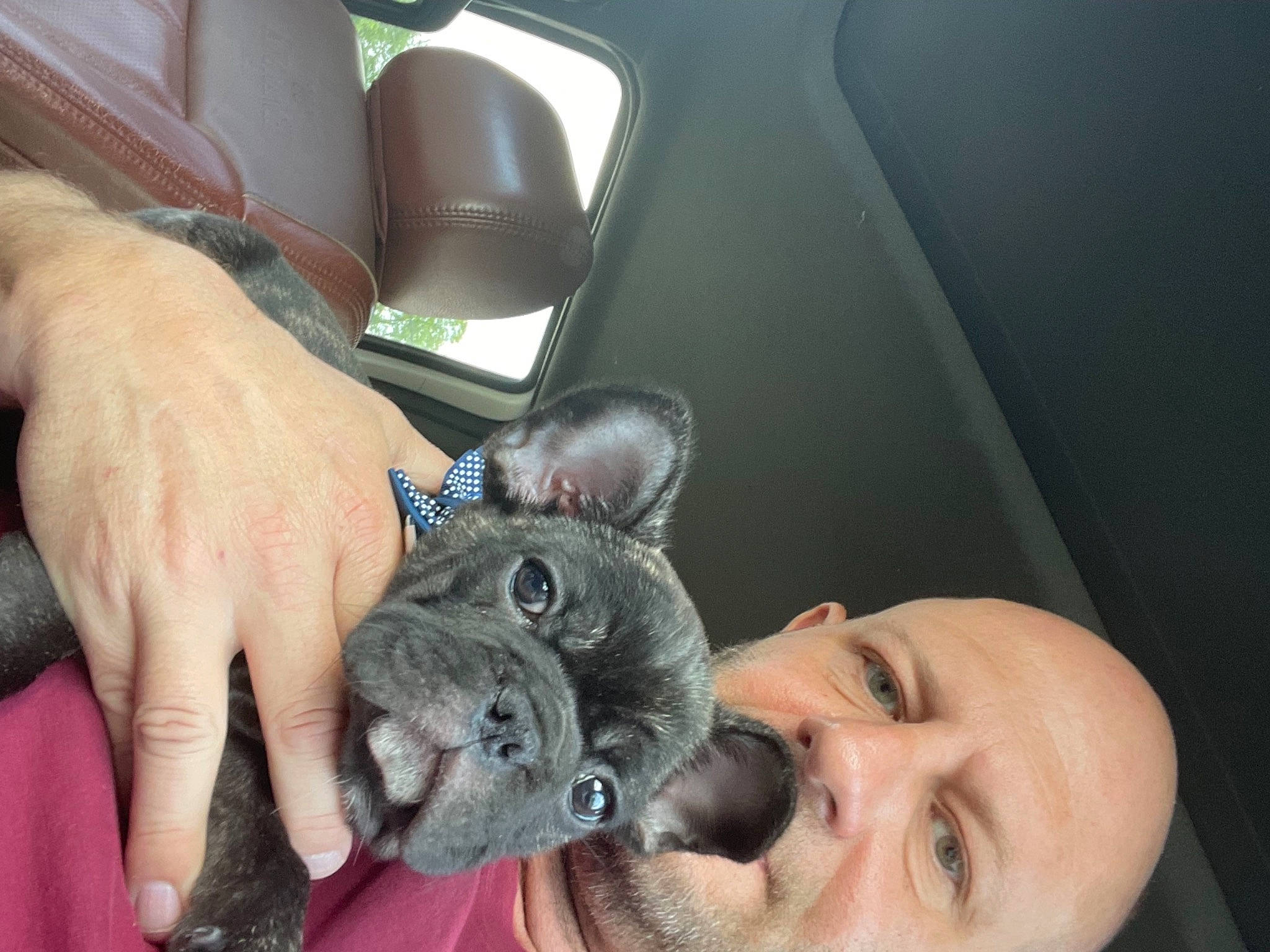 Roux is registered to the contest to win money with this photo: car_seat, carnivore, cat, comfort, companion_dog, dog_breed, domestic_short_haired_cat, ear, fawn, felidae, finger, fur, gesture, jaw, nail, paw, small_to_medium_sized_cats, smile, snout, whiskers