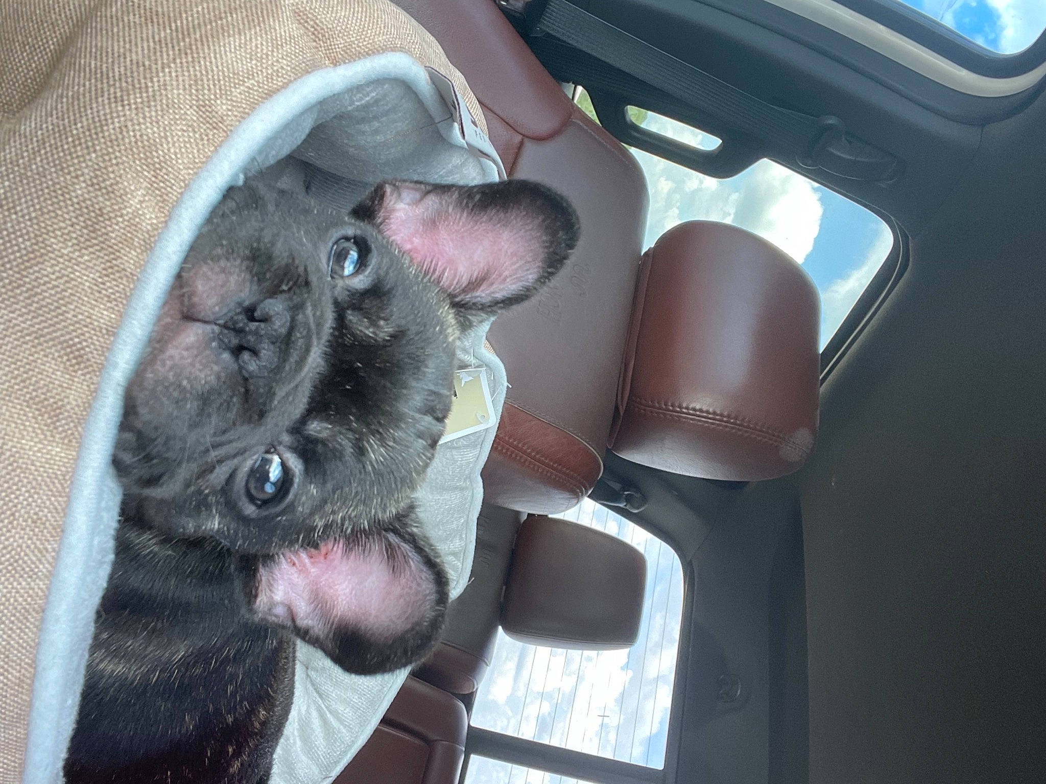 Roux joined the competition — help win amazing prizes! auto_part, automotive_exterior, automotive_mirror, car, car_seat, car_seat_cover, carnivore, comfort, companion_dog, dog, family_car, gesture, head_restraint, motor_vehicle, snout, steering_part, steering_wheel, vehicle, vehicle_door, window