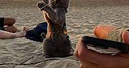 Berlioz a rejoint le concours — aidez-le/la à gagner de superbes lots ! beach, cat, clouds, funny, golden_hour, horizon, human_hand, leash, outdoor, person, playful, sand, seaside, shoreline, sky, smartphone, standing, string, sunset, water