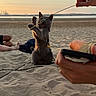 beach, cat, clouds, funny, golden_hour, horizon, human_hand, leash, outdoor, person, playful, sand, seaside, shoreline, sky, smartphone, standing, string, sunset, water