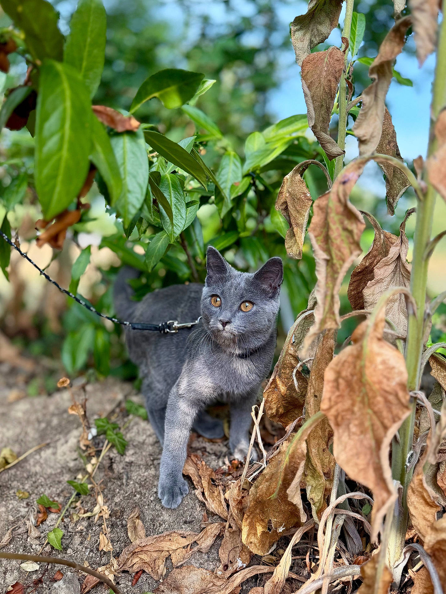 Berlioz