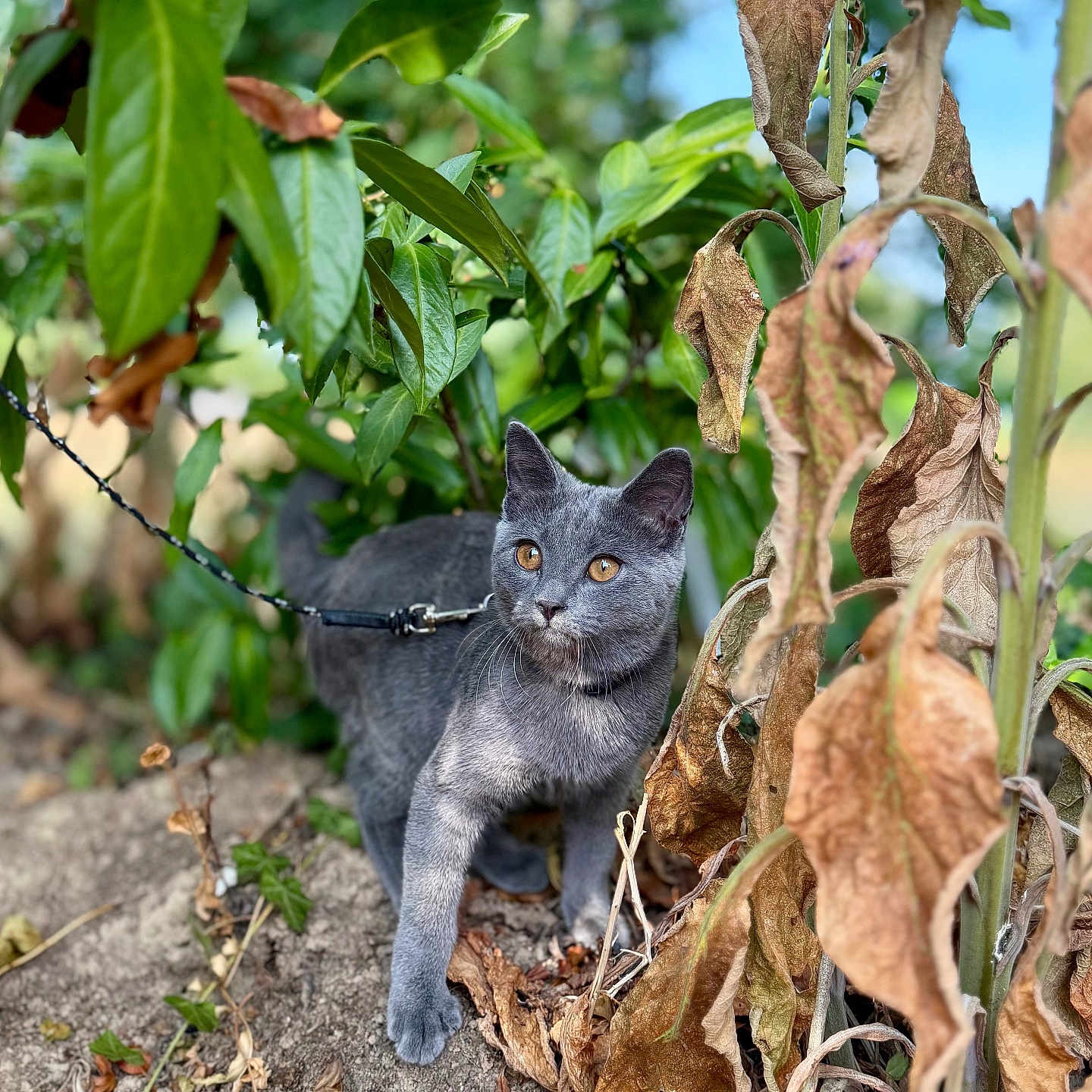 Berlioz
