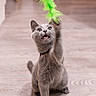 Berlioz a rejoint le concours — aidez-le/la à gagner de superbes lots ! animal, cat, cute, funny, gray_cat, green_toy, indoors, kitten, meowing, motion_blur, open_mouth, paw, pet, playful, portrait, sitting, toy, whiskers, wide_eyes, wood_floor