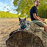 animal_portrait, bokeh, cat, forest, gray_cat, harness, landscape, leash, man, nature, outdoor, park, person, pet, shallow_depth_of_field, sitting, sunglasses, sunlight, tree_stump, wood