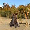 Berlioz a rejoint le concours — aidez-le/la à gagner de superbes lots ! animal, autumn, beach, blue_sky, cat, coastal, collar, dunes, ears, fur, grass, gray_cat, leash, nature, outdoor, pet, portrait, sand, sitting, sunlight