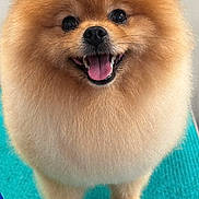 Bear is registered to the contest to win money with this photo: animal, cute, dog, ears, face, fluffy, fur, groomed, happy, indoor, leash, mouth_open, pet, pomeranian, small_dog, smiling, standing, table, tongue_out, turquoise
