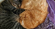 Harley Quinn is registered to the contest to win money with this photo: cat, tabby_cat, ginger_cat, sleeping, curled_up, cozy, pets, indoor, blanket, purple, fur, animal, companionship, resting, domestic, cute, two_animals, snuggling, relaxation, soft