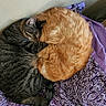 cat, tabby_cat, ginger_cat, sleeping, curled_up, cozy, pets, indoor, blanket, purple, fur, animal, companionship, resting, domestic, cute, two_animals, snuggling, relaxation, soft