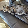 Harley Quinn joined the competition — help win amazing prizes! cat, tabby, sleeping, leather_couch, indoor, pet, feline, striped, resting, sunlight, cozy, comfortable, animal, fur, whiskers, relaxed, home, carpet, paw, napping