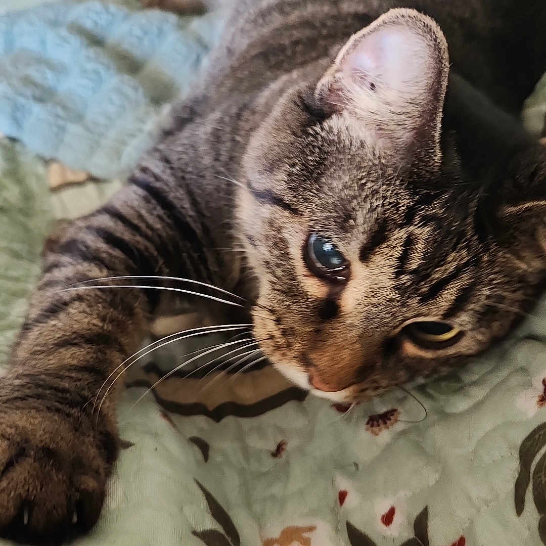 Harley Quinn joined the competition — help win amazing prizes! cat, tabby, pet, animal, feline, whiskers, paw, bed, quilt, floral, indoor, cute, relaxed, close_up, striped, curious, resting, fur, domestic_cat, home