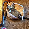 Harley Quinn joined the competition — help win amazing prizes! cat, cats, orange_cat, tabby_cat, pet_bed, carpet, vacuum_cleaner, cozy, sleeping, snuggling, feline, indoors, wooden_door, home, cute, animal, pair, resting, companion, friendship
