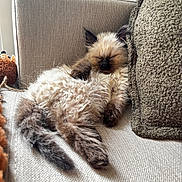 Yoda a rejoint le concours — aidez-le/la à gagner de superbes lots ! kitten, cat, sleeping, fluffy, couch, pillow, indoor, cozy, pet, fur, relaxing, animal, domestic, resting, feline, soft, home, cute, small, grooming_brush