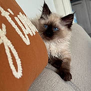 Yoda participe au concours pour gagner de l'argent avec cette photo : animal, blue_eyes, brown, cat, couch, cozy, curious, cute, domestic, feline, fluffy, gray, indoor, kitten, pet, pillow, relaxed, soft, whiskers, young